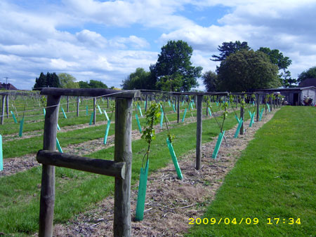 Weinreben südlich von Oxford